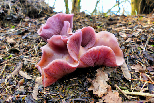 Close up of a Lepista nuda mushroom, sometimes called Clitocybe nuda or Wood Blewit growing on a compost heap
