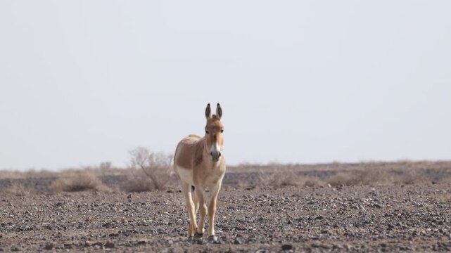 Iranian onager (Asiatic wild ass) walking and grazing in arid desert landscape, wildlife in Iran, natural habitat, close up and wide shots
