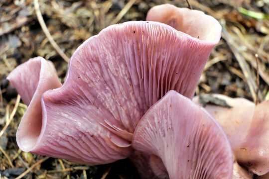 Close up of a Lepista nuda mushroom, sometimes called Clitocybe nuda or Wood Blewit growing on a compost heap
