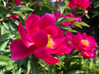 Peony bloom bright pink petals.