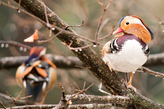 オシドリが気に泊まる風景