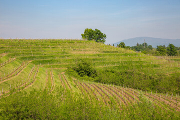 Obraz premium Lush Green Terraced Vineyards in Spring Landscape