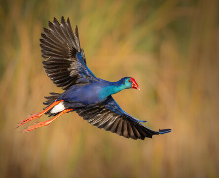 Swamphen in flight