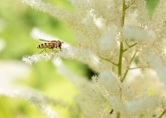 Hairy-eyed flower fly feeding on nectar from a Goat's beard © Maria