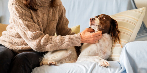 Adorable Brittany Spaniel Dog Lying on Sofa Being Gently Petted by Owners Hands, Cute Pet Close Up,...