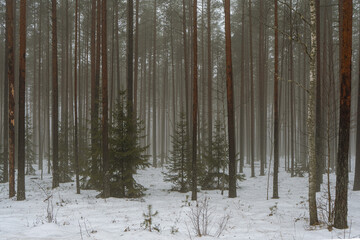 Obraz premium Misty winter pine forest with tall trunks and snow covered ground, atmospheric woodland landscape symbolizing silence and solitude