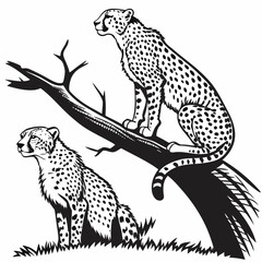 Black and white of two cheetahs on a tree branch wildlife © shahin11
