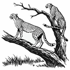 Two cheetahs standing on natural tree branch animals © shahin11