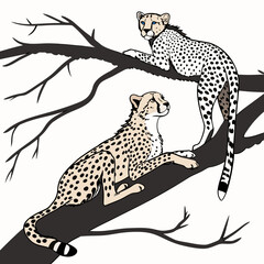 Two cheetahs resting on tree branch wildlife spotted © shahin11