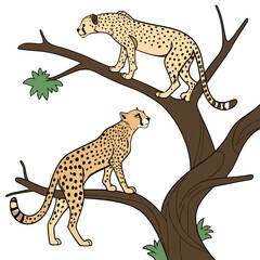 Two cheetahs on tree branch spotted wildlife © shahin11