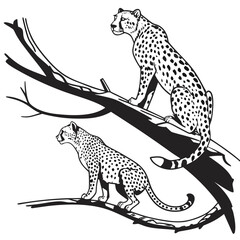 Black and white of two cheetahs on tree branch wildlife © shahin11