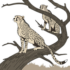 Two cheetahs standing on tree branch with white background 1 © shahin11