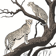 Two cheetahs standing on tree branch with white background © shahin11