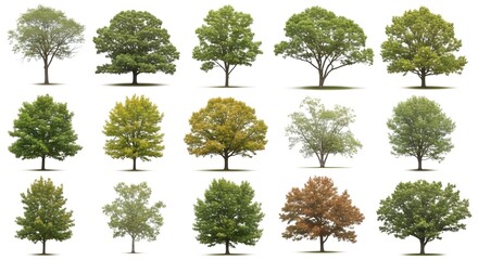 Diverse Collection of Isolated Deciduous Trees