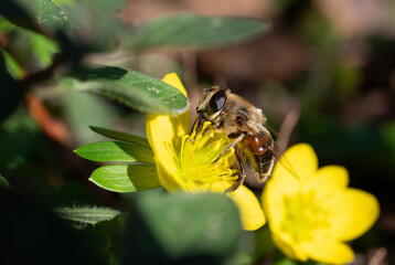 Wildbiene auf Bl&uuml;te im Garten 