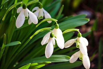 Schneegl&ouml;ckchen im Fr&uuml;hling