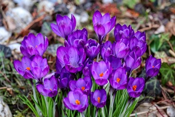 violette Krokusbl&uuml;ten im Fr&uuml;hling