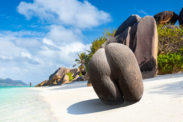 Coco de mer or sea coconut, or double coconut is the largest and sexiest nut in the world. Сoco de mer on the Anse Source D'Argent, La Digue Island, Seychelles