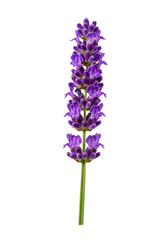 Fototapeta premium a single, perfectly formed lavender sprig with vibrant purple florets and a green stem, isolated against a seamless transparent studio background, ultra-realistic uhd photo, concept of natural
