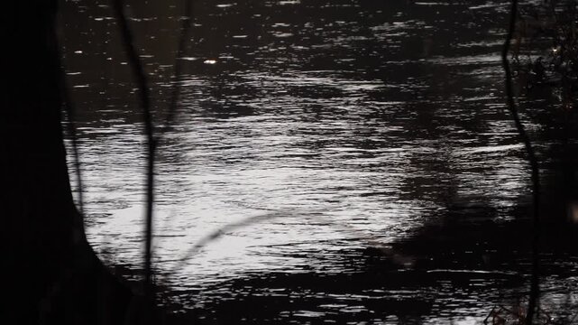 full-flowing river silhouette of trees view from the forest