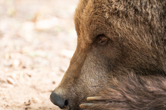 Bear face side view close-up. Profile of a brown bear head lying on the ground. The nose and eyes are visible as well as the forepaw with the claws. Relaxed Ursus arctos in the nature.