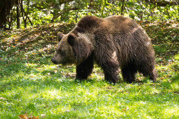 Brown bear is curious and is scent-checking the environment. The body of the female animal is in tense and the head low. The eyes and ears are focused on the object of interest.