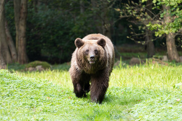 Fototapeta premium Brown bear walking towards the camera and looking into the lens in a natural environment. Face of a female Ursus arctos with beautiful brown fur. The snout is full of duckweed.