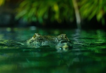Fototapeta premium Indian gharial 