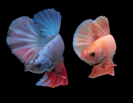 Siamesische Kampffische