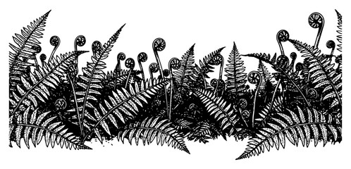 Lush fern leaves and fiddlehead fronds in a detailed botanical ink drawing style © Cristiano