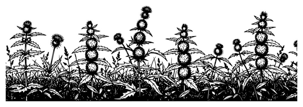 Wild thistle flowers in a garden border landscape hand drawn ink style