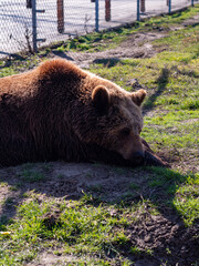 Fototapeta premium Wild animals in a Hungarian animal park. Bear, lion, wolf, rabbit, deer, feddig animals, natural park