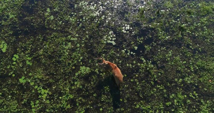 Marsh Deer (Blastocerus dichotomus) feeding in swamp with birds on its back, Aerial shot taken with a drone, moving away wildlife photography