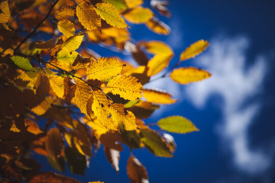 colorful autumn leaves in autumn season