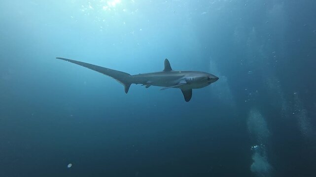 Serene Thresher Shark Gliding Through Blue Ocean Depths