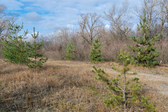 Pine trees grow or plantation of young coniferous forest. Newly planted forest. Forestry of evergreen sprout. Concept reforestation, afforestation and environmental recovery. Change in nature.