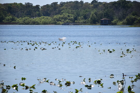 White bird taking off over lake in Altamonte Springs, Florida