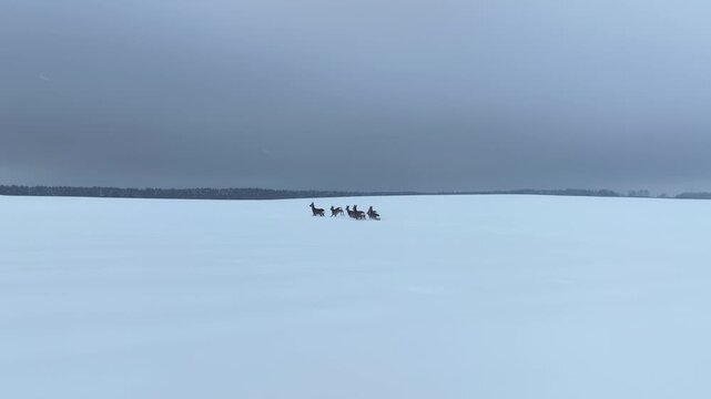Aerial view shows deer moving together across a snow covered field in Belarus toward a dark treeline, leaving one track, with a power line pylon under overcast light.