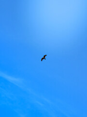 Minimalist Silhouette of Bird Soaring in Clear Blue Sky with Copy Space