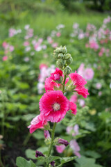 pink flowers in the garden