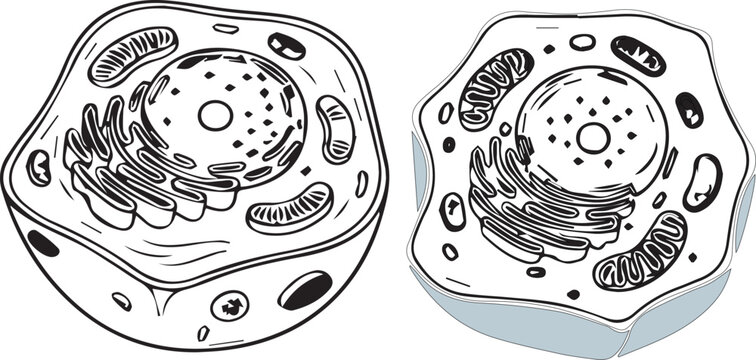 Cell structure diagram with nucleus mitochondria and organelles