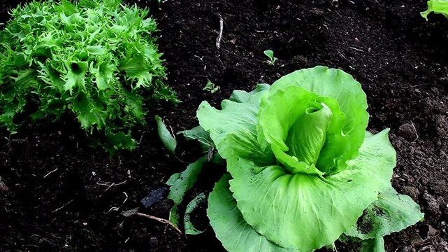 salad cultivation in a greenhouse in spring, Sugar Loaf salad and Escarole endive 
closeup with camera panning and closeup