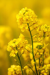 Close-up of vibrant yellow rapeseed flowers in full bloom, a field of golden blossoms under soft sunlight, showcasing natures beauty and agricultural abundance.