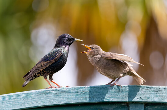 Common starling "Sturnus vulgaris" adult and young chick who has beak open crying for food. Birds standing on garden fence isolated against sunlit blurred background. Dublin, Ireland
