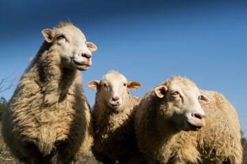 Fototapeta premium A group of three fluffy sheep looking in different directions during a sunny day in the countryside.