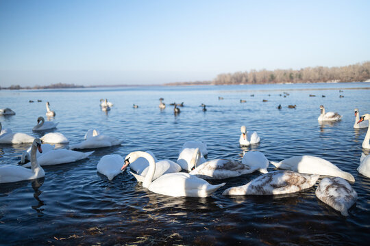 Wild swans and ducks on the river in winter. A large number of birds swim among the ice in the river. White swans, drake and ducks in the water. Feeding place for wild birds in the cold winter.