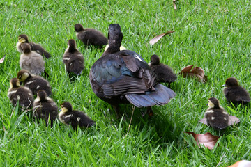 Mãe pata com seus 12 filhotes no jardim do Museu da República antigo Palácio do Catete - RJ © Mrio