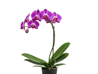 Vibrant purple orchid in bloom isolated on transparent background
