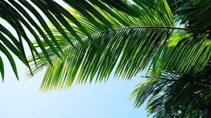 Fototapeta premium Bright green tropical foliage frames a clear pale blue sky from a low angle perspective