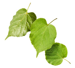 Fototapeta premium Levitating green linden leaves on a white background. Flying spring foliage, minimal creative nature photography. Botanical composition
